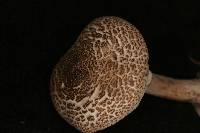 Lepiota pseudohelveola image