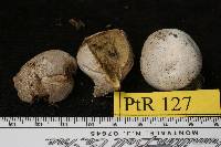 Lycoperdon dermoxanthum image