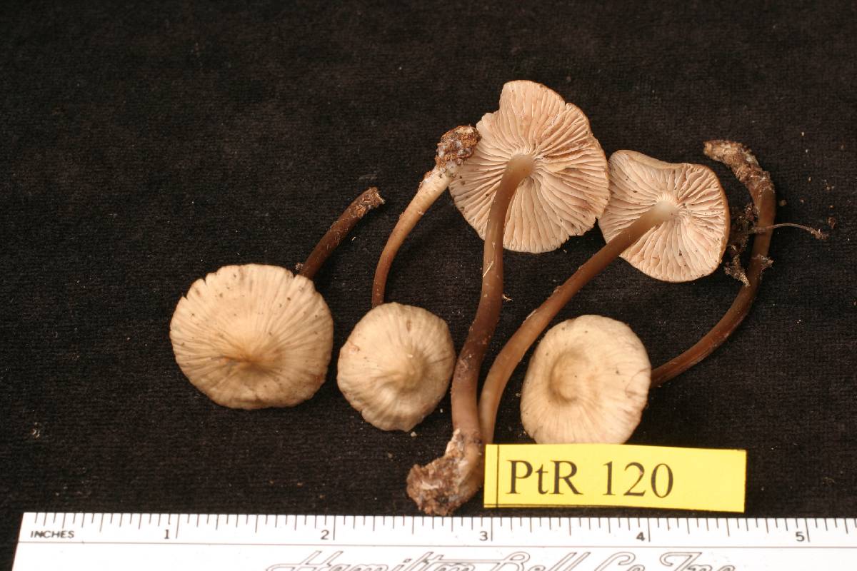 Mycena salicicola image