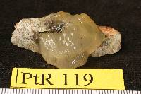 Tremella globispora image