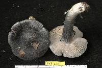Entoloma bloxami image