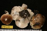 Hygrocybe brunnea image