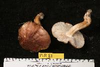 Tricholoma muricatum image