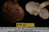 Tricholoma muricatum image