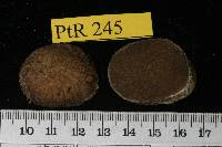 Rhizopogon salebrosus image