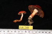 Stropharia aurantiaca image