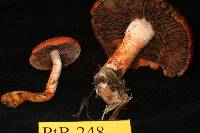 Stropharia aurantiaca image