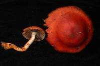 Stropharia aurantiaca image
