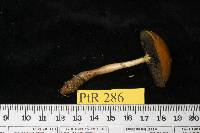 Stropharia dorsipora image