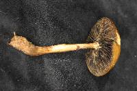 Stropharia dorsipora image