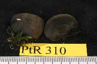 Daldinia grandis image