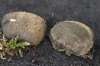 Daldinia grandis image