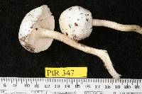 Hygrophorus piceae image