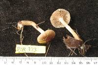 Meottomyces dissimulans image