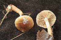 Meottomyces dissimulans image