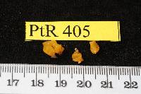 Heterotextus alpinus image