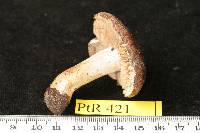 Hebeloma theobrominum image