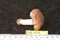 Hebeloma theobrominum image