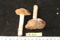 Hebeloma theobrominum image