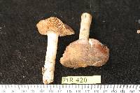 Hebeloma theobrominum image