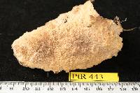 Phlebia acerina image