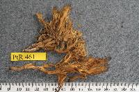 Ramaria concolor image
