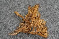 Ramaria concolor image