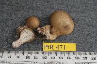 Morganella pyriforme image