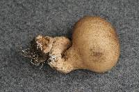 Morganella pyriforme image
