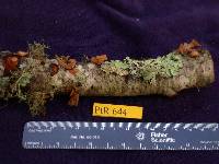 Macrotyphula fistulosa var. contorta image