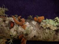 Macrotyphula fistulosa var. contorta image