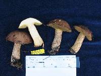Suillus acerbus image