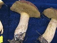 Suillus acerbus image