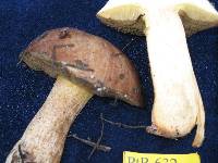 Suillus acerbus image