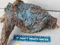 Byssocorticium californicum image