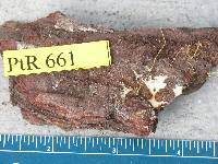 Atheliachaete galactites image
