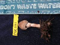 Lepiota pseudohelveola image