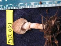 Lepiota pseudohelveola image