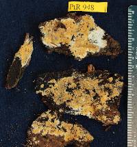 Scytinostroma odoratum image