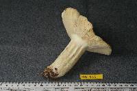 Russula flaviceps image