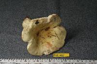 Russula flaviceps image