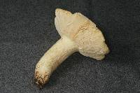 Russula flaviceps image