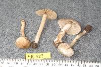 Inocybe grammata image