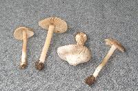 Inocybe grammata image