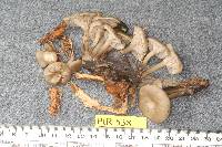 Clitocybe concava image