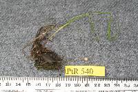 Mycena vitilis image