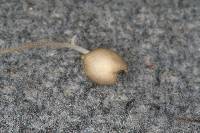 Mycena vitilis image