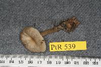 Clitocybe concava image
