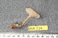 Clitocybe concava image