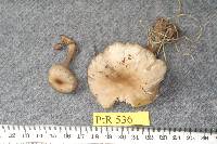 Clitocybe plana image